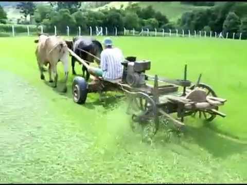 Винтажная газонокосилка на коровьей тяге