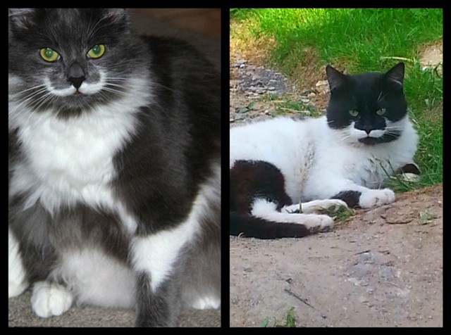 Наш русский котяра Гамильтон!