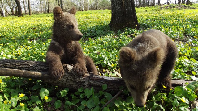 Медвежата в Улу -Теляке