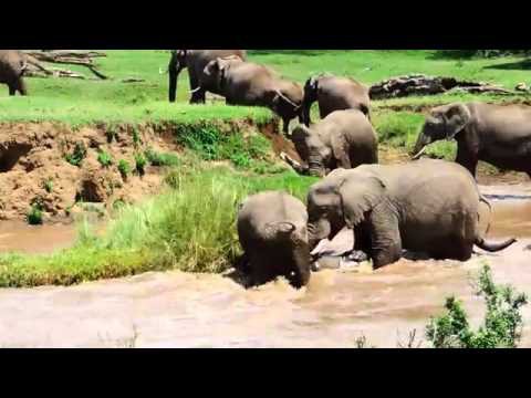 Мама спасает своего слоненка! 