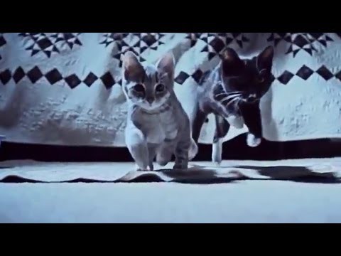 Коты - защитники носков 