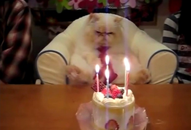 2 праздничных кота