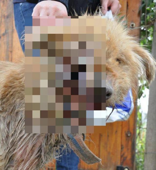 Девушка забрала к себе домой несчастное животное 