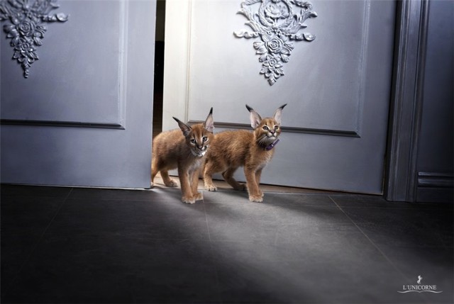 Домашний Каракал