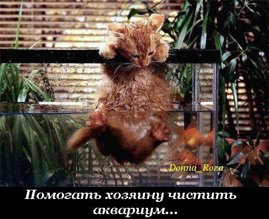  Обязанности домашних котов