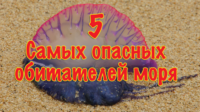 5 самых опасных морских обитателей