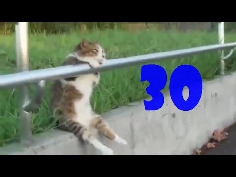 Смешные коты