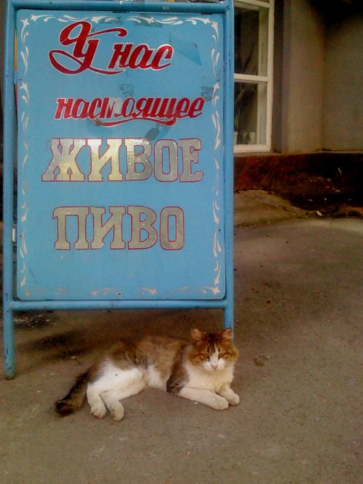 Уральские кошаки