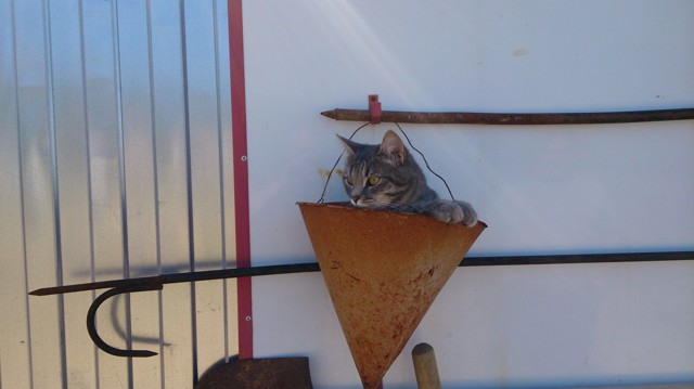 Наш пожарный кот.