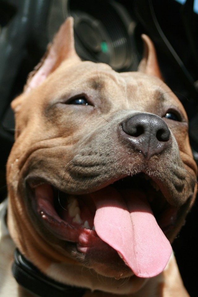 Друг попросил фотосессию его сабакина