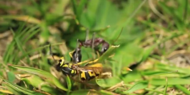 Эпический бой муравья и осы