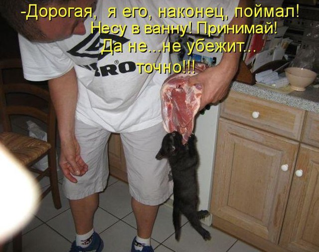 Лучшие котоматрицы недели 