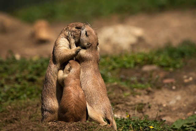 15 очаровательных поцелуев среди животных