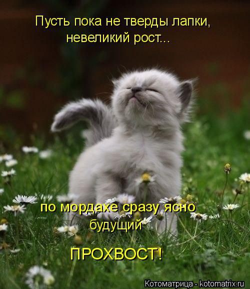 котоматрицы 