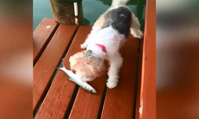 Подборка абсурдного юмора и приколов