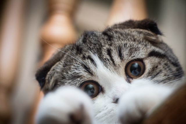 Вечная тема рунета))