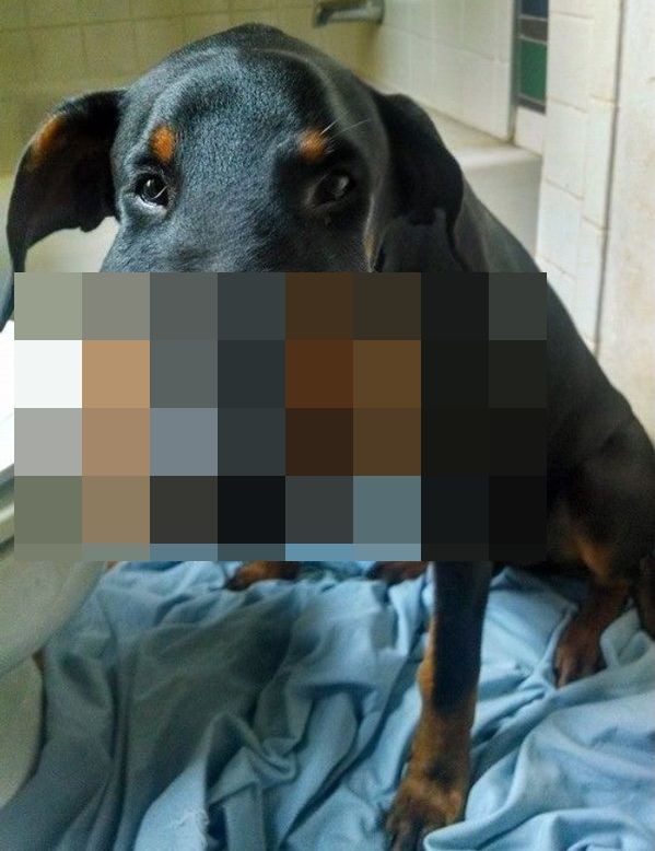 Последствия знакомства с пчёлами