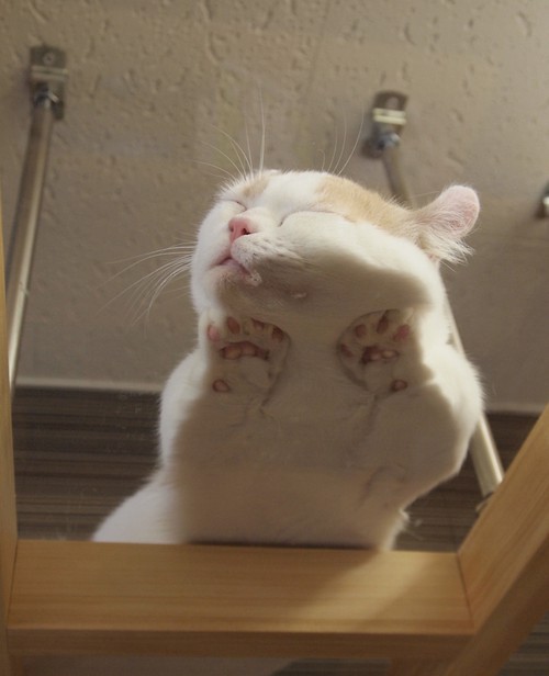 Котики наркотики