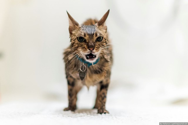 Мокрая киска