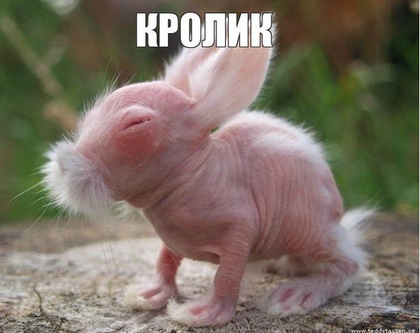 Как выглядят животные, потерявшие свой мех