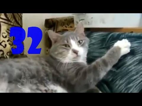 Смешные кошки