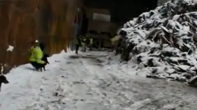 Собаки ловят крыс 