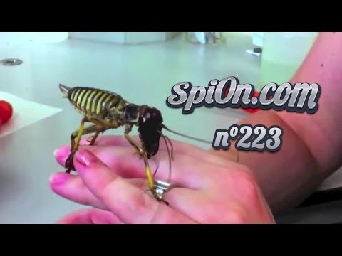 Подборка смешных видео 