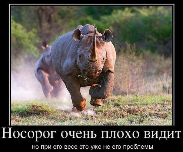 Фишкина солянка за 18.06.2014