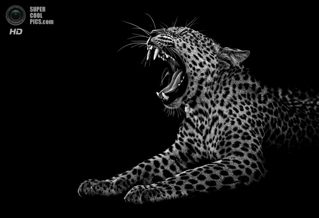 чёрно-белые портреты диких животных