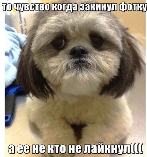 Все мы любим смотреть смешные посты с фото приколами