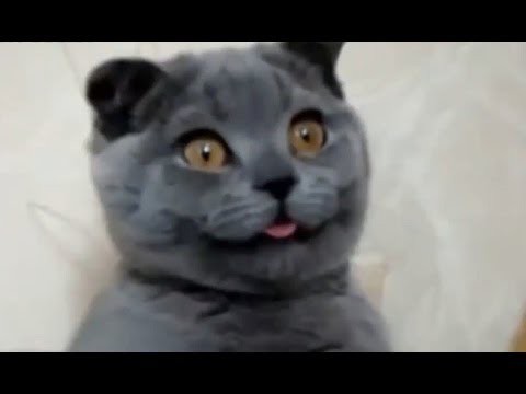 Реальные улыбки собак и кошек! (Позитив на целый день)