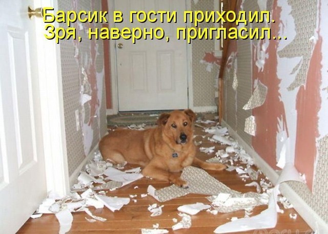 Лучшие котоматрицы недели 