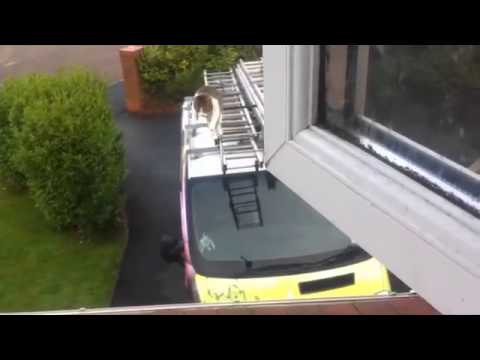 Кот, который смог 