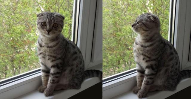 Фотографии наших животных