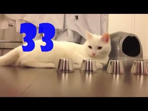 Смешные кошки