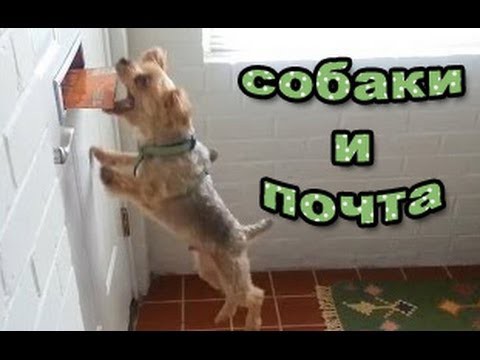 ТОП 10: СОБАКИ ненавидят ПОЧТУ (нереально смешно:)