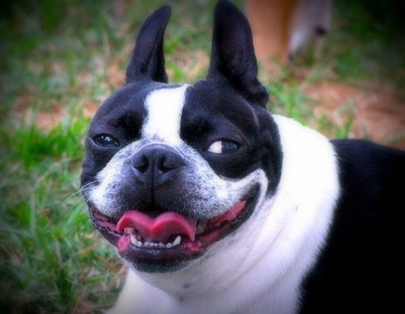 Несколько забавных GIF про братьев наших меньших. Часть V