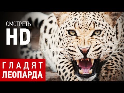Леопарда гладят посетители и он рычит с удовольствия))