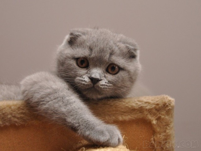 Какие породы котов самые дорогие в мире
