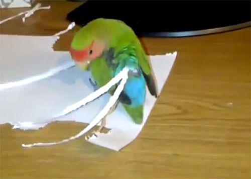 Попугаю не нравится свой короткий хвост