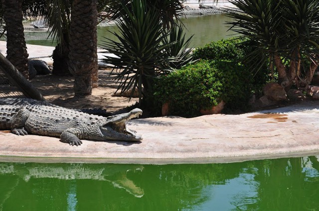 Заповедник крокодилов на острове Джерба: рай для рептилий (Тунис) 