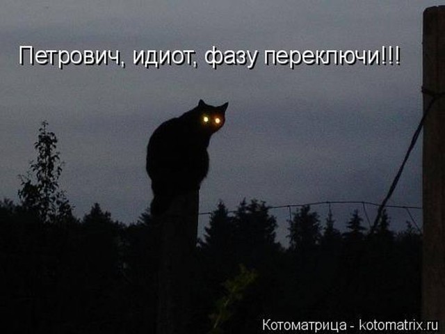 Лучшие котоматрицы недели