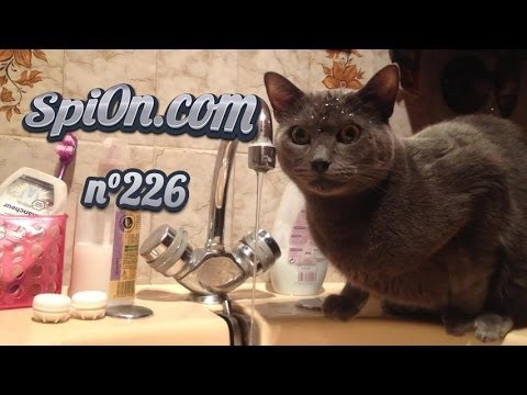 Забавная подборка видосов