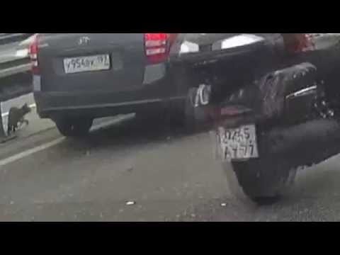 Кошка устроила ДТП и скрылась