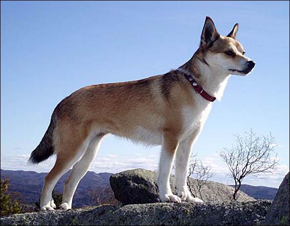 Необычная собака