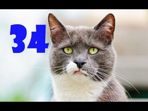 Смешные кошки