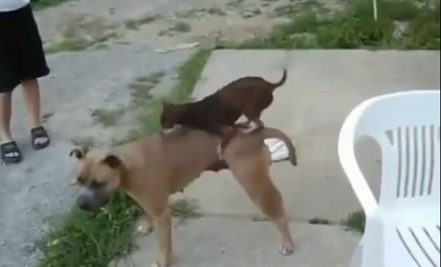 Мал да удал))Dog sex, funny))