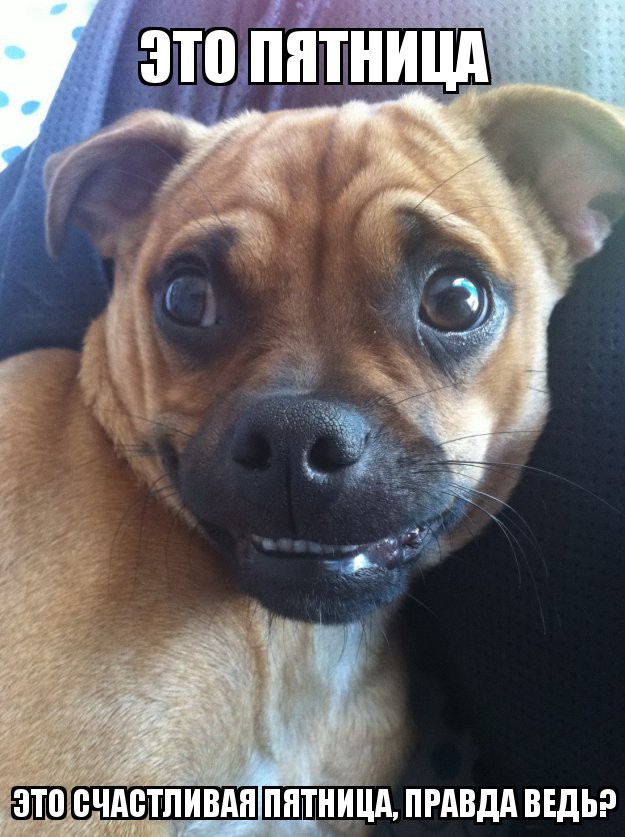 Милые и забавные животные на пятницу!