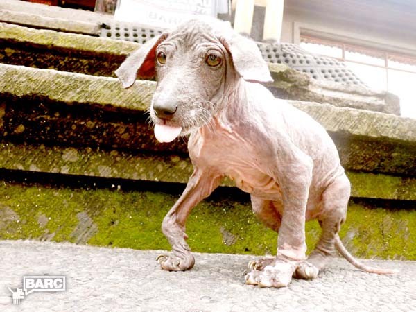 Спасение и невероятное преображение пса Фрэнки, найденного в канаве