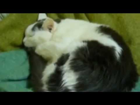 Кошка - Русская душа!